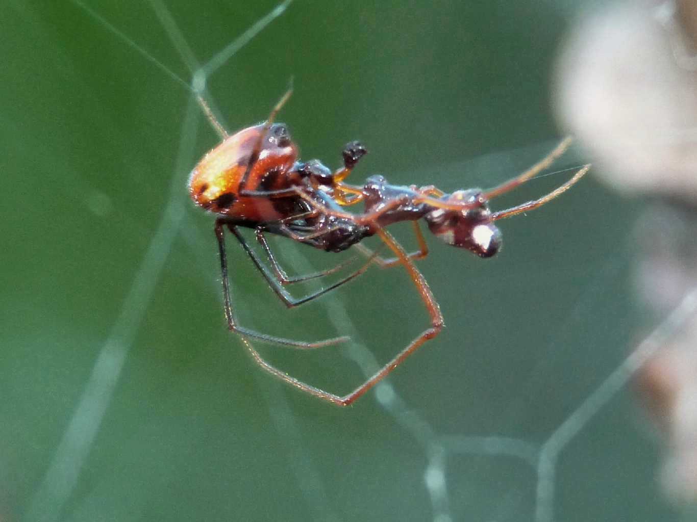 Cyrtophora citricola: fine del ciclo vitale - Ostia (RM)